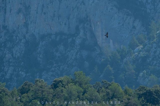 davidmsfoto's tweet photo. Només quan veus quin és i com és l'hàbitat del trencalòs entens que hi pugui ser i que hi vulgui ser. #nature #intothewild #wildwatching #wildlife #lammergier #gypaetusbarbatus #alinyà #alinyàwildlife #fujixt2 #fujinon100400 #fujistas #igersseu #davidmsf… https://t.co/xpdfDFrXzQ https://t.co/VlwlDhBdJZ
