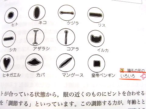 みなさん知ってましたか？瞳孔ってこんなに色んな形があるんですって！！