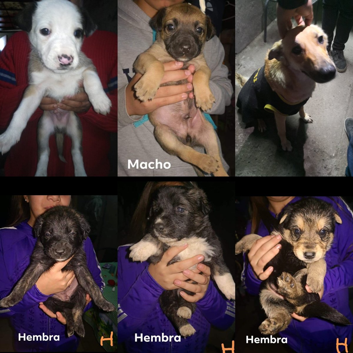 GuislaineC's tweet photo. 🚨🚨🚨🚨URGENTE URGENTE 🚨🚨🚨🚨
Amigos por favor tengo 1 semana para encontrarles hogar a estos pequeños y a su mamá con su vacuna al día desparacitados y con compromiso de esterilización su mamá se entrega vacunada, desparacitada con un saco de alimento y su casa de madera y !! https://t.co/GeiL7kG6Qx