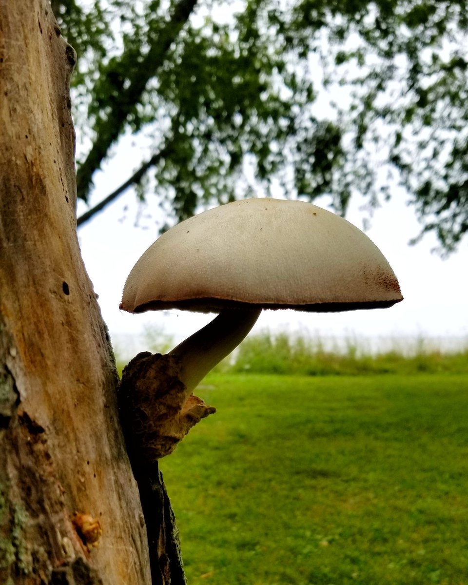 peteonrepeat's tweet photo. Mushroom with a view. #camping #goaskalicewhenshes10feettall https://t.co/JJpHd8h95l