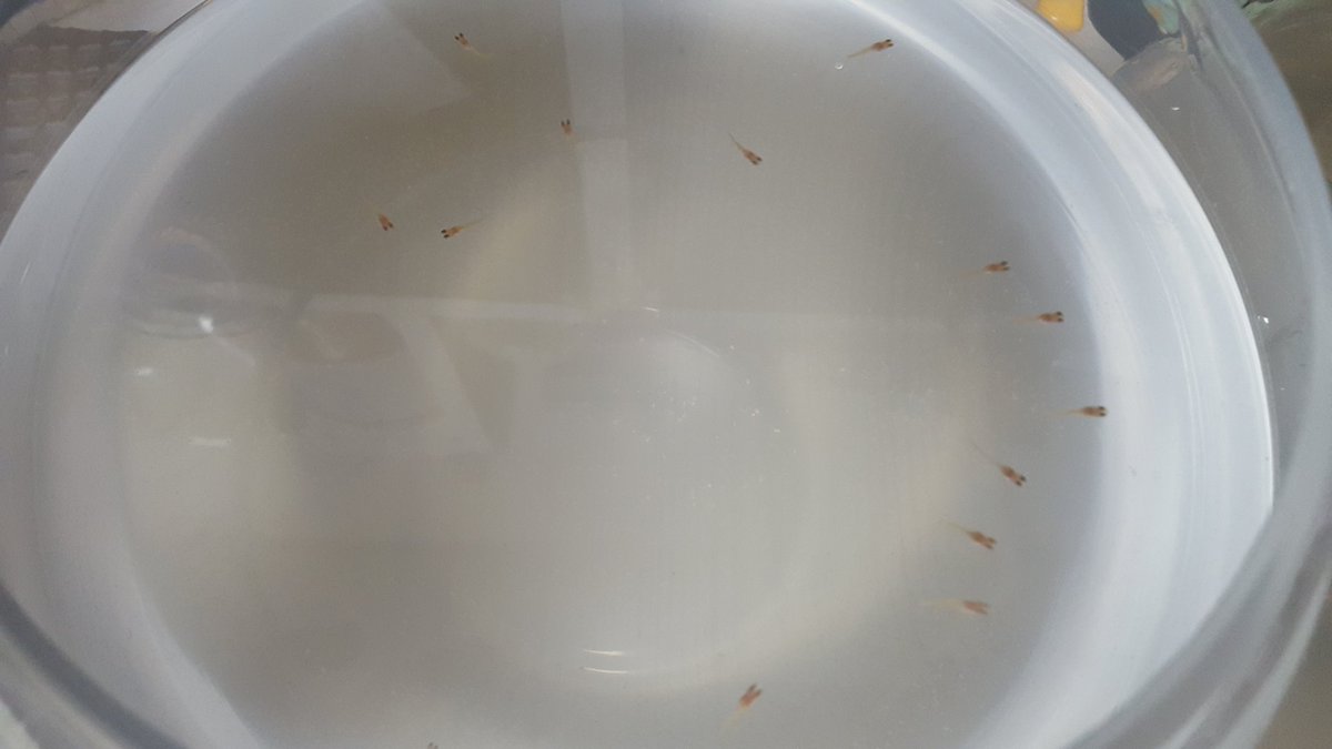 내 새끼들 근황! 우리 애들이 안커서 걱정인...흐엥😭

나 주잉님 집에 있을때 넘 앉아있었더니 옹동이 아야해서 주잉님이 앉아서 티비볼때 뒤에서 잠깐 안았는데 주잉님이 나 들어써여..!
주잉님 힘 대따따 쎄..
걷기 시작한 후론 어부바든 안기는거든 한적 없었는데 첨으로 발이 붕 떴어여...!