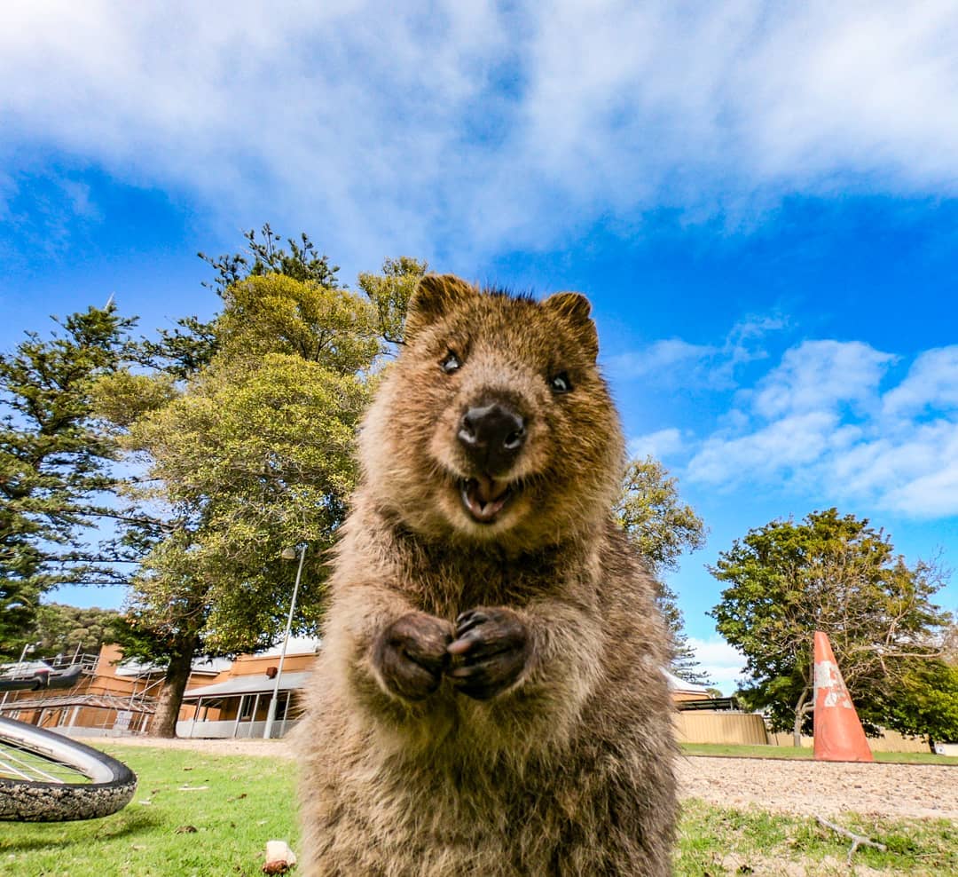 Rottnest Express tweet media
