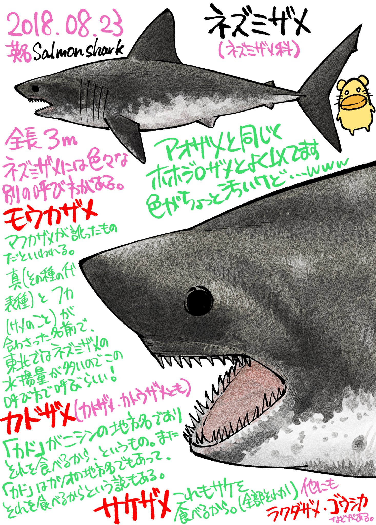 サメ図鑑 Twitter