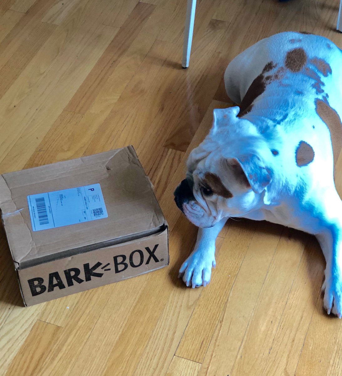 Cauliflower is so excited to get her first package in the mail