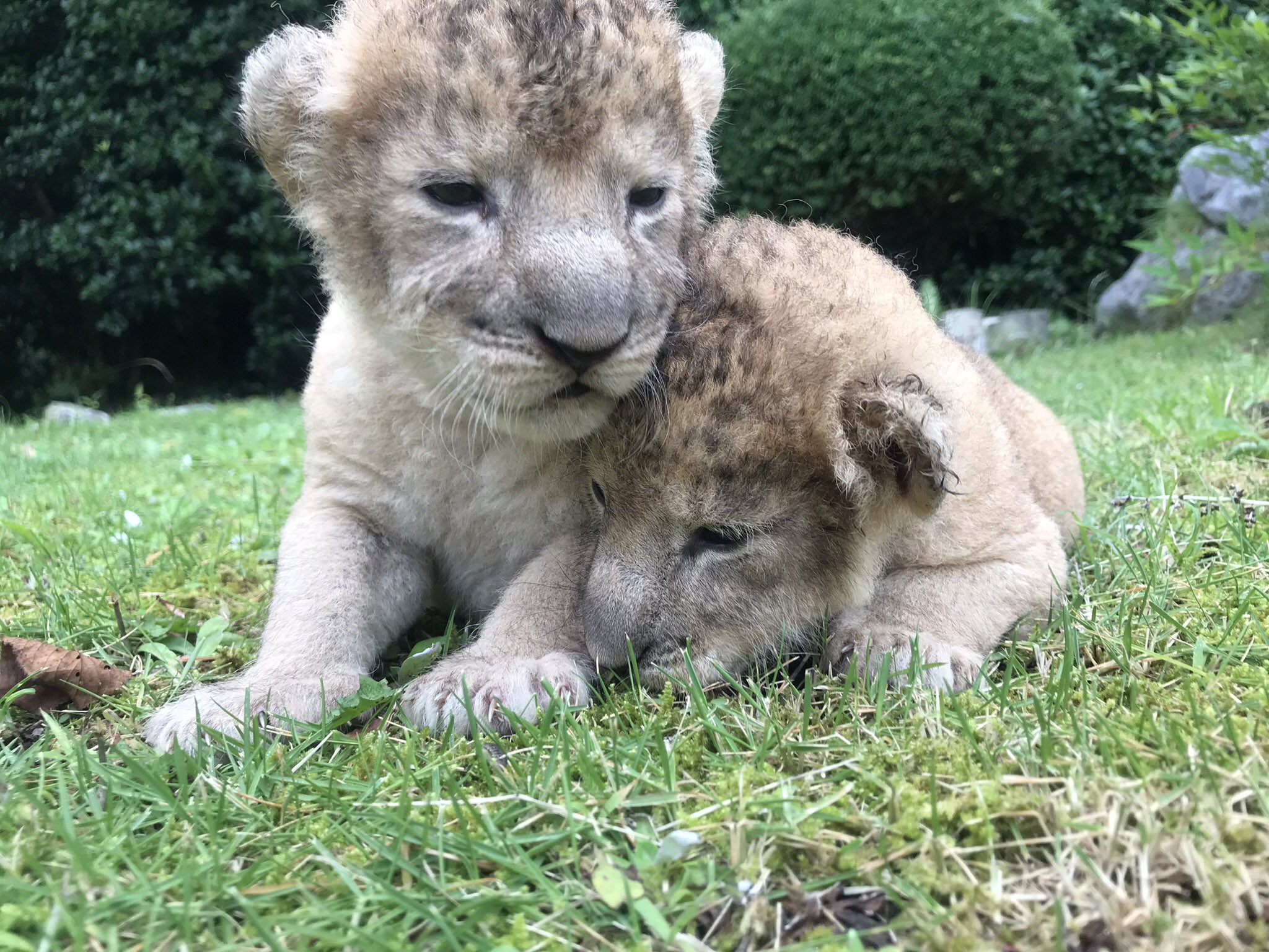 秋吉台サファリランド 今日で赤ちゃんライオン達は生後2ヶ月になりましたー 振り返ってみると本当に大きくなりましたー 1枚目から生後2日目 生後2週間 生後1ヶ月 今日です ２頭はとても仲良しで今朝も2頭で走り回ってました T Co