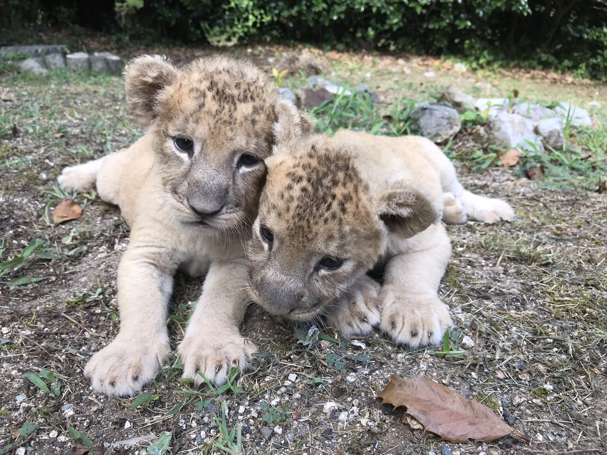 秋吉台サファリランド 今日で赤ちゃんライオン達は生後2ヶ月になりましたー 振り返ってみると本当に大きくなりましたー 1枚目から生後2日目 生後2週間 生後1ヶ月 今日です ２頭はとても仲良しで今朝も2頭で走り回ってました T Co
