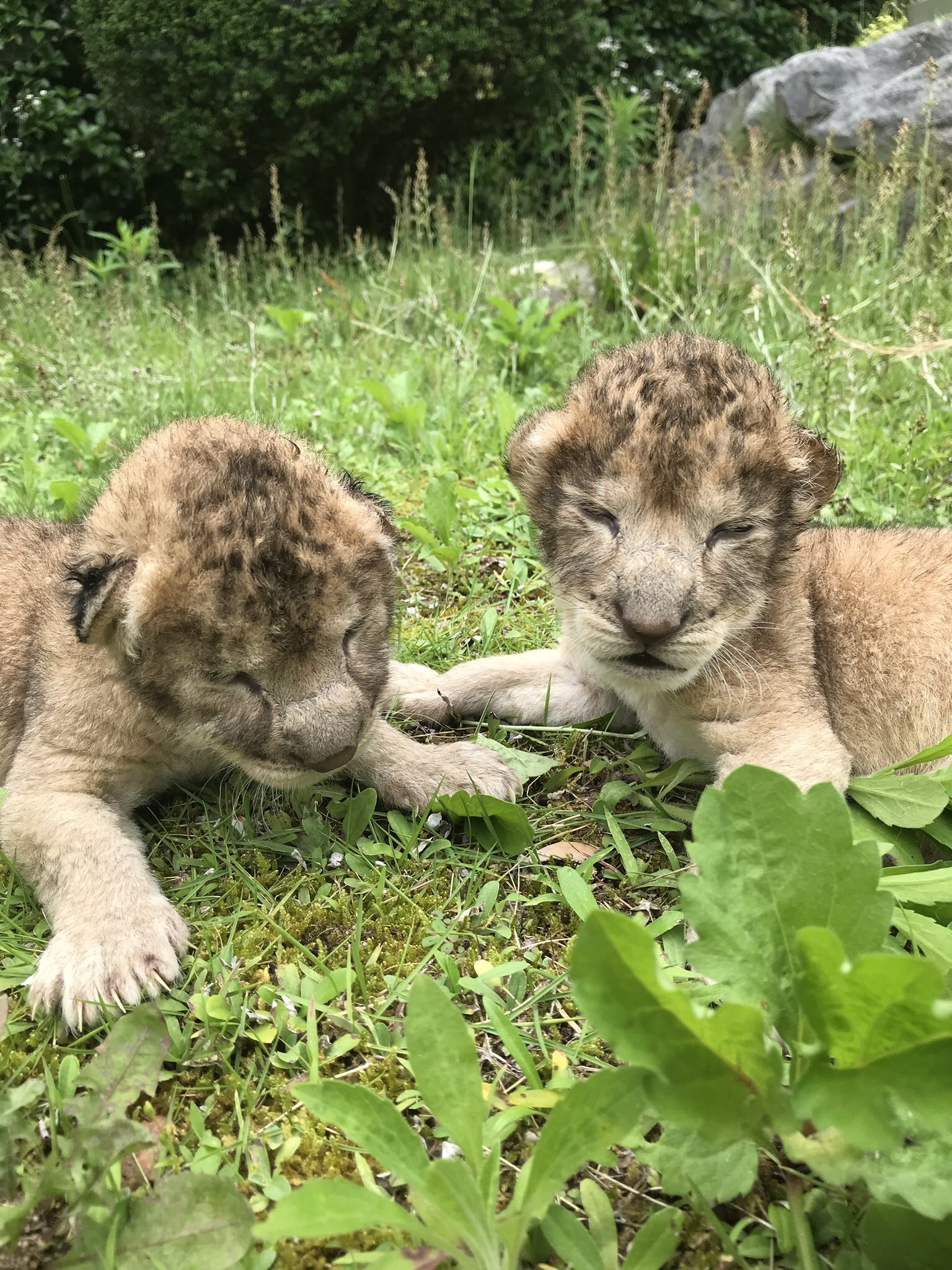 秋吉台サファリランド 今日で赤ちゃんライオン達は生後2ヶ月になりましたー 振り返ってみると本当に大きくなりましたー 1枚目から生後2日目 生後2週間 生後1ヶ月 今日です ２頭はとても仲良しで今朝も2頭で走り回ってました T Co