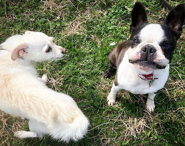 naturesbeasts's tweet image. Dexter, putting the moves on Penner😮🔥😍
.
.
#flirting #hipcheck #goodside #sfdogs #chipoo #bostonterrier ift.tt/2OVHPth