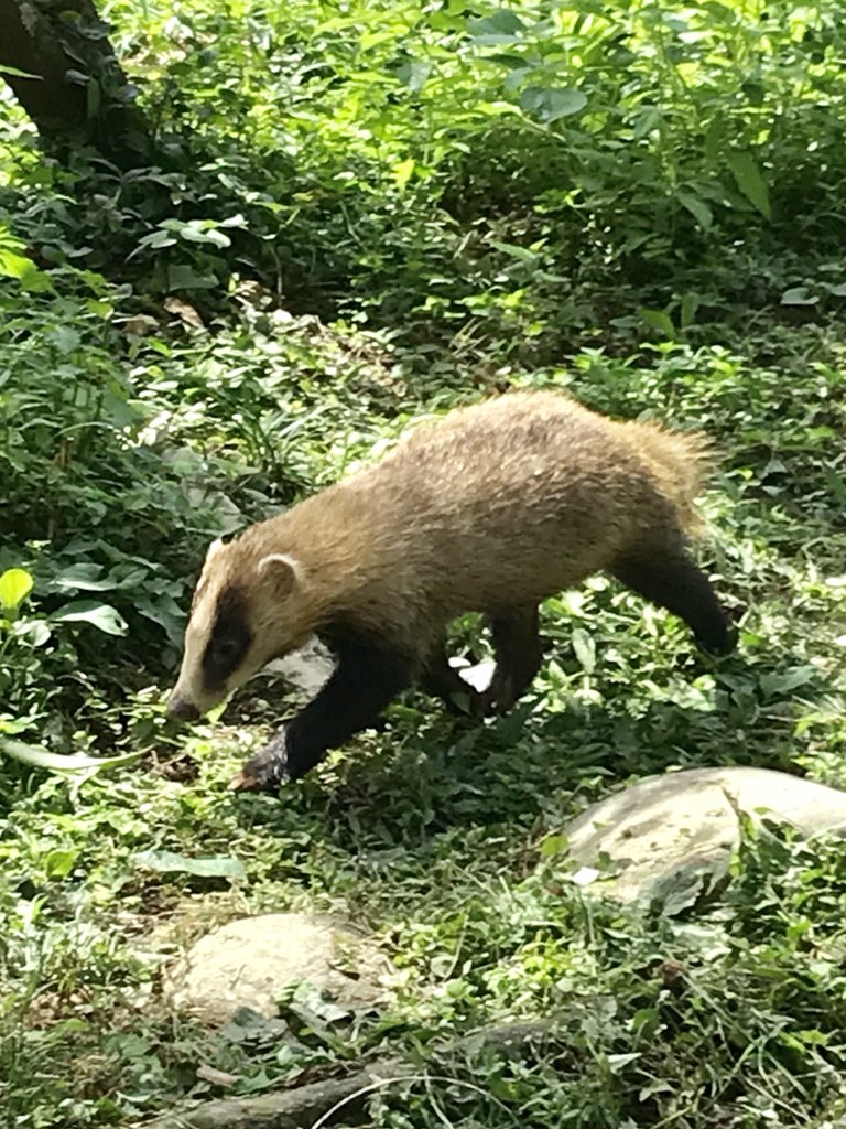 半十 いつも子供たち 孫 に笑顔をありがとうございます 先日清水区の浜石岳の麓で写真の動物に遭遇しました ニホンアナグマ によく似ていました イノシシやハクビシンは見かけますが コレは何でしょう 2m位に来ましたが危険は感じなかったです 教えて