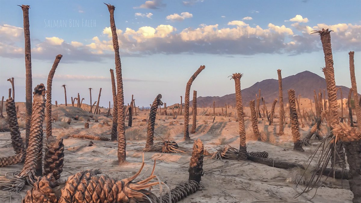 من قال ذيك الخيوف تموت
ويموت ذاك النخل كله
بقيت صحاري بليا بيوت
ولا شجر نجلس فظله.
*
#كسرة للشاعر #احمد_عطا #ينبع_النخل #البثنه 
#ايفونيات #سلمان_بن_فالح