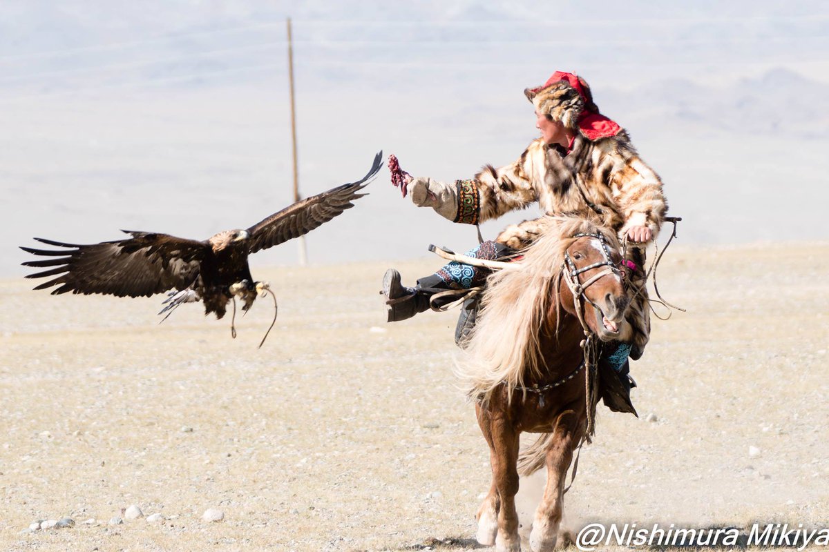 西村幹也 カザフの鷹匠 使う猛禽類は イヌワシ なので ホントはワシ匠 9月15 16日にモンゴル国サグサイ村でイヌワシ 祭開催されます 今年は行けない けれど 紹介 カッコイイこと最高レベルでしょう 乙嫁語り のアゼルたちはカザフ人ですってね