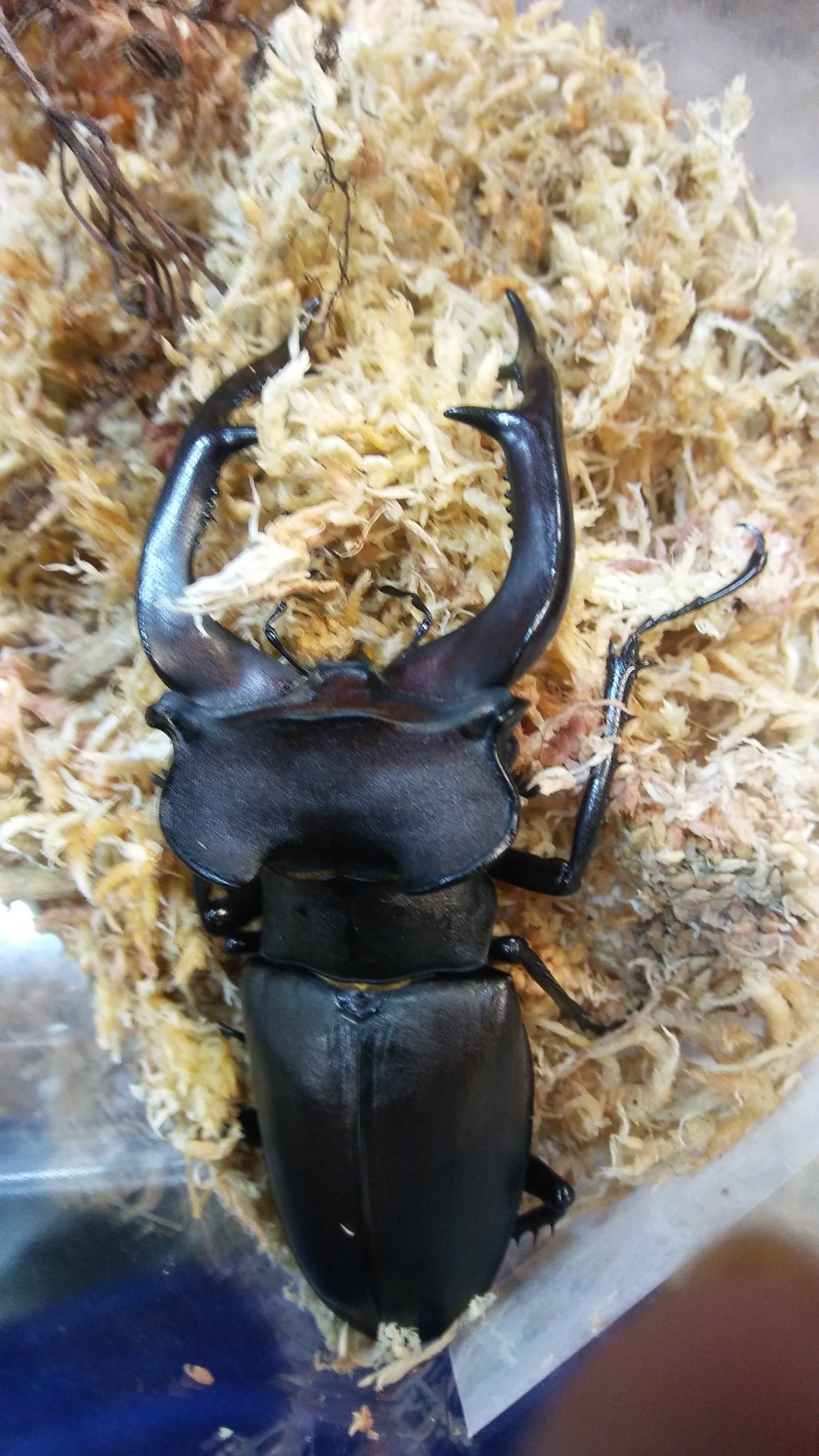 楊家碩on Twitter 深山鍬霸主 猶太歐洲深山鍬形蟲 Lucanus Cervus Judaicus 簡稱lcj 不是我的https T Co Etomoqwvez Twitter