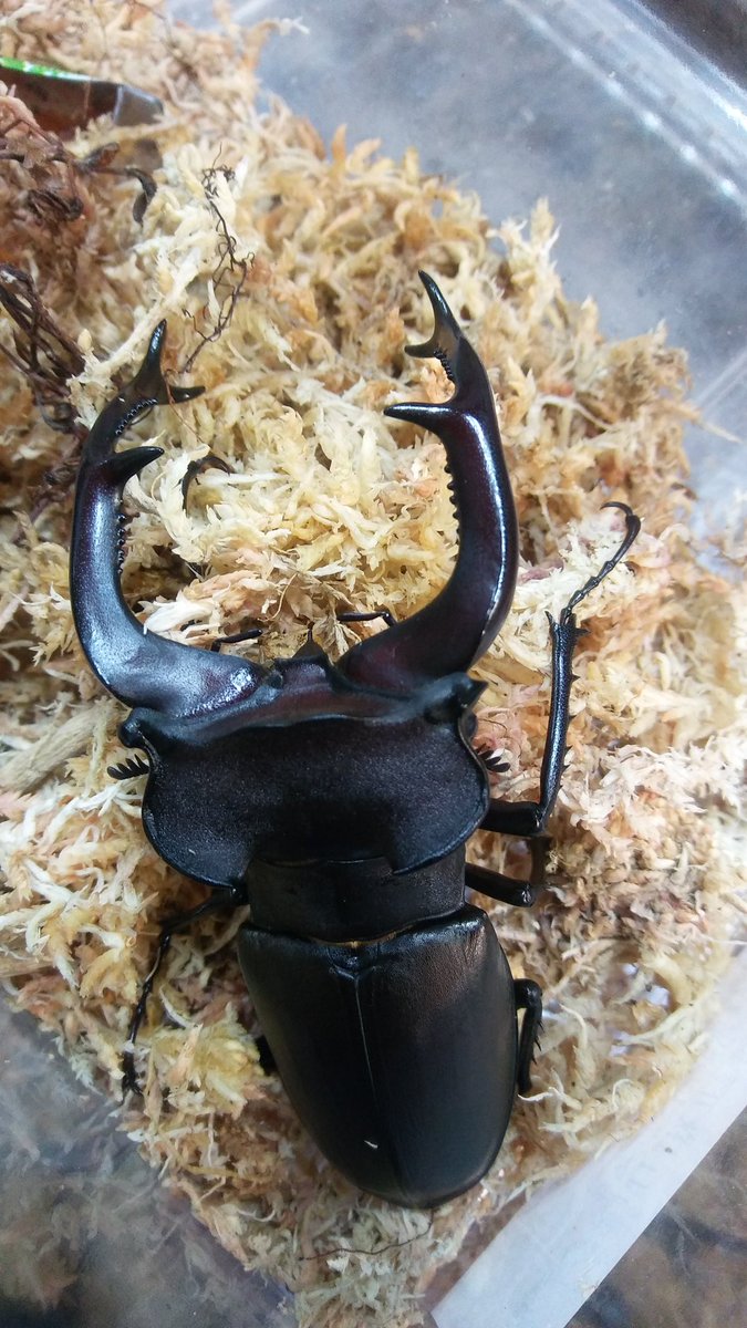 楊家碩on Twitter 深山鍬霸主 猶太歐洲深山鍬形蟲 Lucanus Cervus Judaicus 簡稱lcj 不是我的