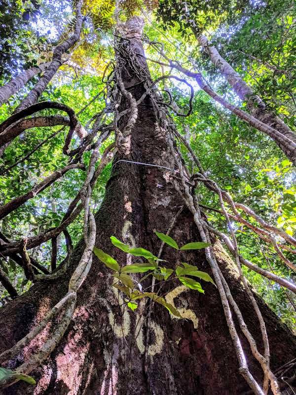 kimcalders's tweet photo. In the past month we scanned from 583 locations in 20 scan days covering five plots and 4.5 ha of tropical Australian ecosystems. Revisiting all those sites with LiDAR and hyperspectral drones in September with @ReneeBartolo @WUR @CAVElab_UGent @belspo @TERN_Aus @RIEGL! https://t.co/iNcy3hlsCt