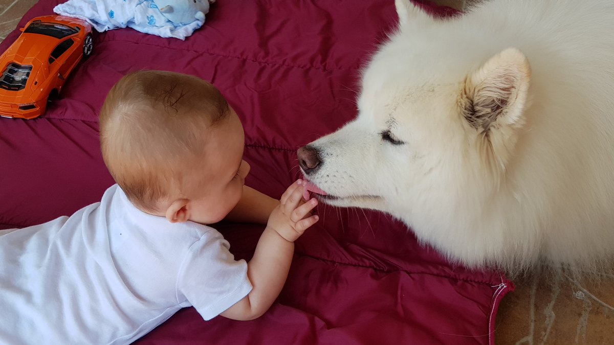 samoyed and baby