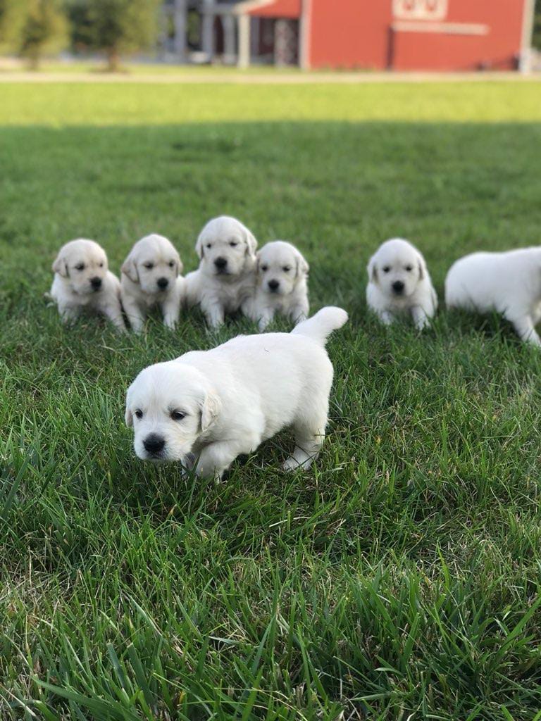 Our Family Puppy On Twitter We Have 6 Week Old Golden Retrievers