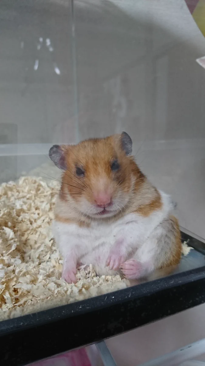 必殺仕事人ｗペットのハムスターの顔が藤田まことにそっくりｗｗｗ