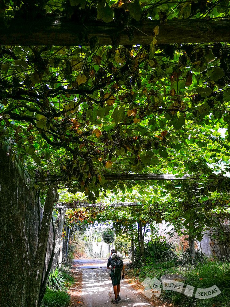 DeRutasySendas's tweet photo. Si realizas el #CaminoSanabrés o el #CaminodeInvierno es inevitable que atravieses el Camino Real de Piñeiro, donde te espera un corto pero bonito pasaje entre parras 😍 Buen Camino! #CaminodeSantiago #pilgrims #wayofsaintjames #jakobsweb 👉 https://t.co/qkBtl2e0U2 https://t.co/pARHWARsrc