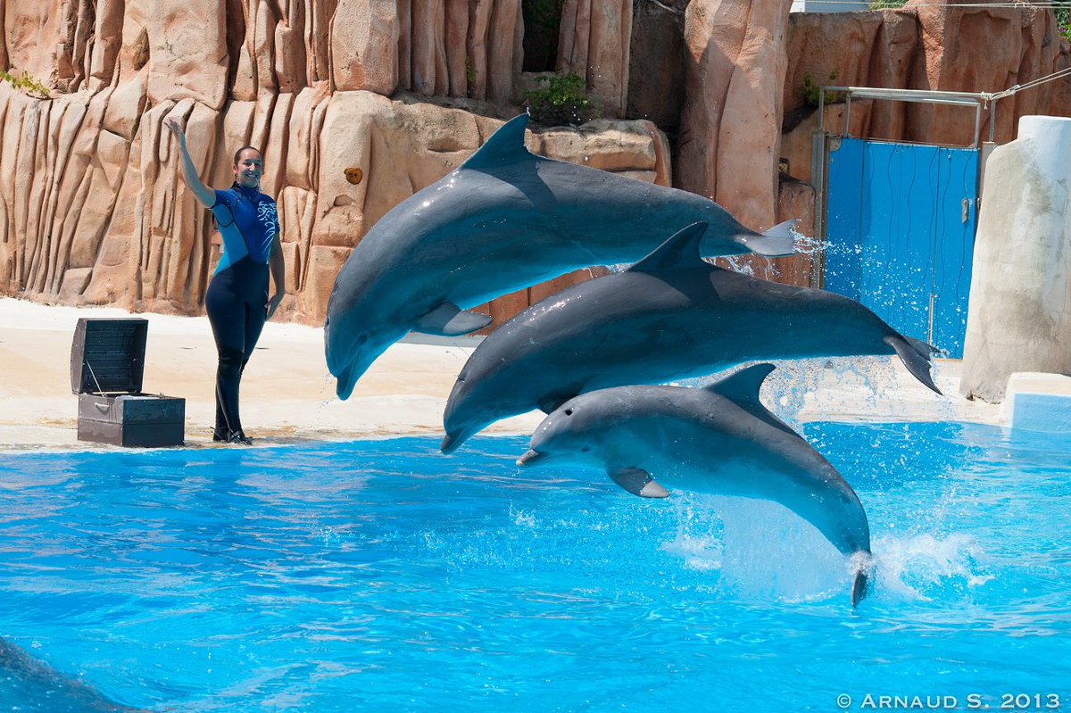 AsterixAttente's tweet photo. Pour clore le débat 

RT si tu es CONTRE le spectacle des dauphins au Parc Astérix (ils n’ont pas à travailler et à être exploités)

FAV si tu es POUR   (Ils ont le droit de travailler) 🐬 https://t.co/XGS4DAD6Rw