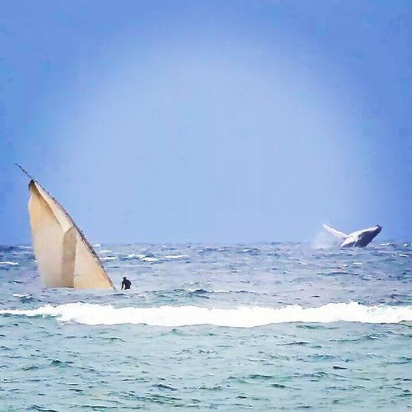 kenyapics's tweet photo. Between July and September, humpback whales swim from the Antarctic to Kenya to breed in East Africa’s tropical waters. In about a month's time, these Giants will be back and can be easily spotted in Diani, Watamu and off Wasini Island. https://t.co/VzVTZRKcVa #WorldOceansDay