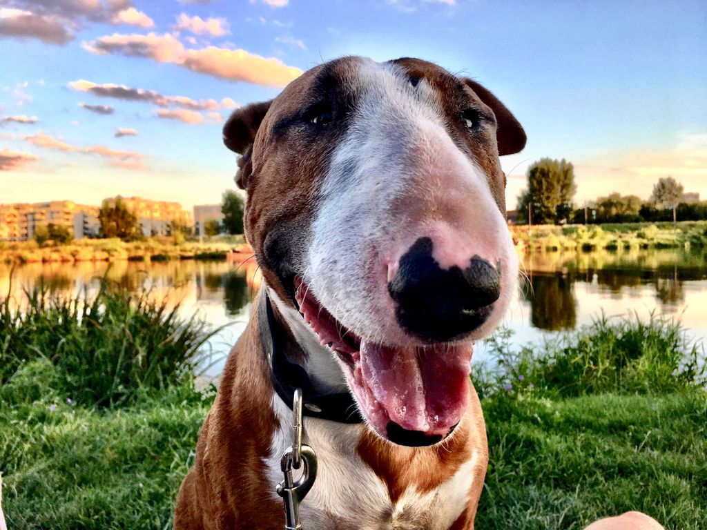 bludit's tweet image. Bludit v3.0.0 RC-1 is here, improvement in stability, and bug fixes. buff.ly/2w4tH9Y #flatfile #cms