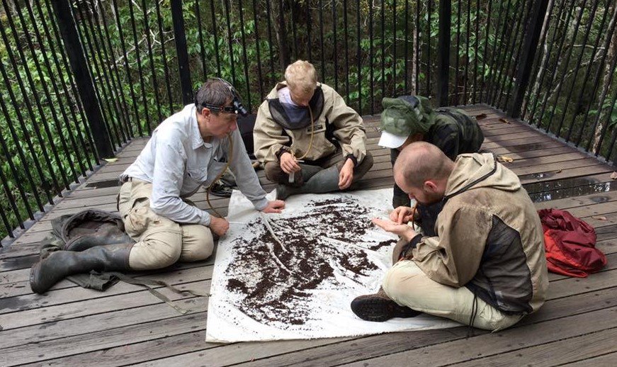 Read the story of Josh Jenkins Shaw, who shares his #BIG4Results on the rove beetle subtribe Amblyopinina ➡️ big4-project.eu/news/11635_blo…