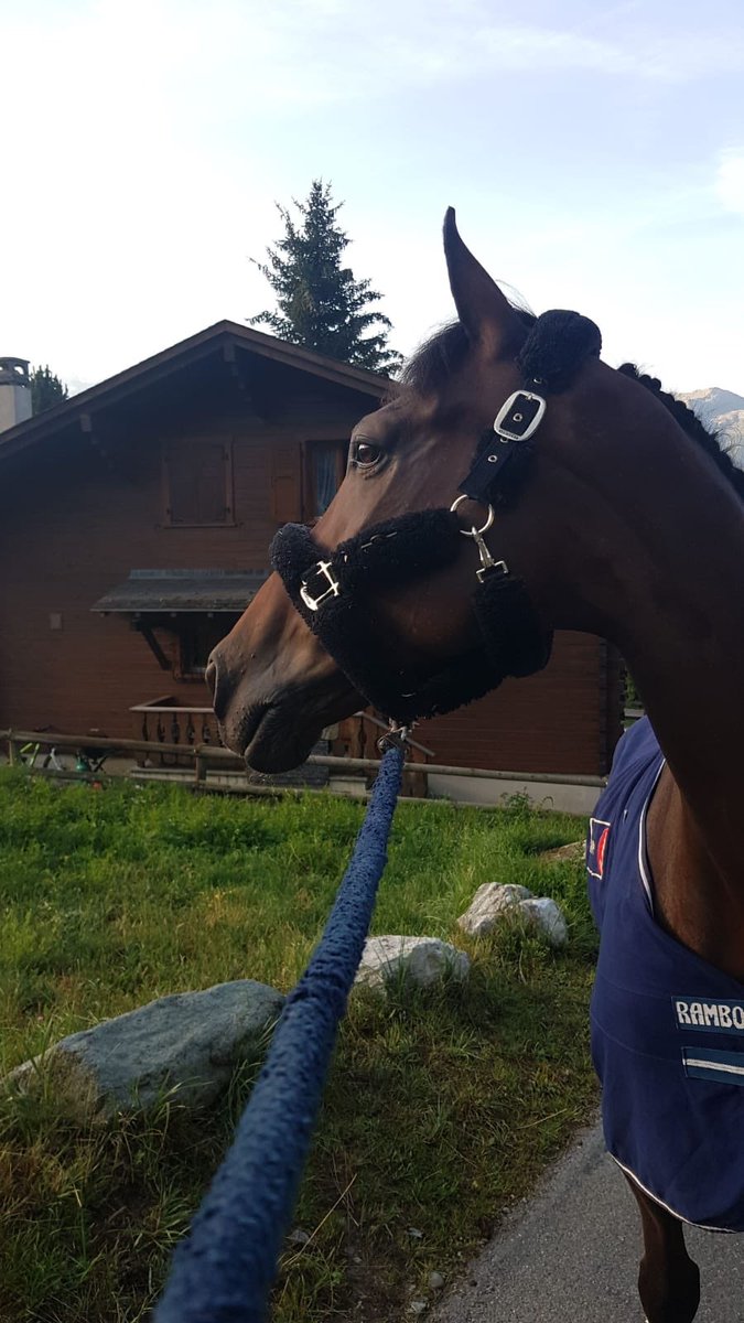 Team_Fontanelle's tweet photo. CSI 3* de Verbier 💆🏼‍♂️⛰ https://t.co/3IuQ8DWrSR