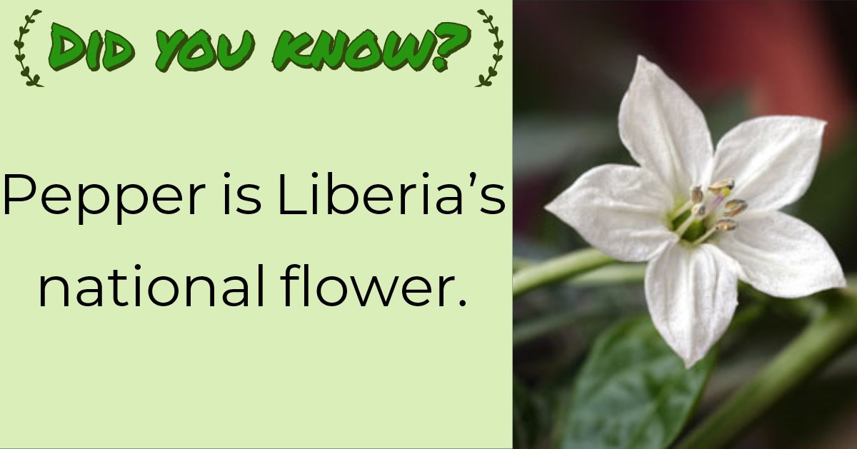 Multilog2's tweet image. #Liberia #NationalFlower #Pepper #DidYouKnow