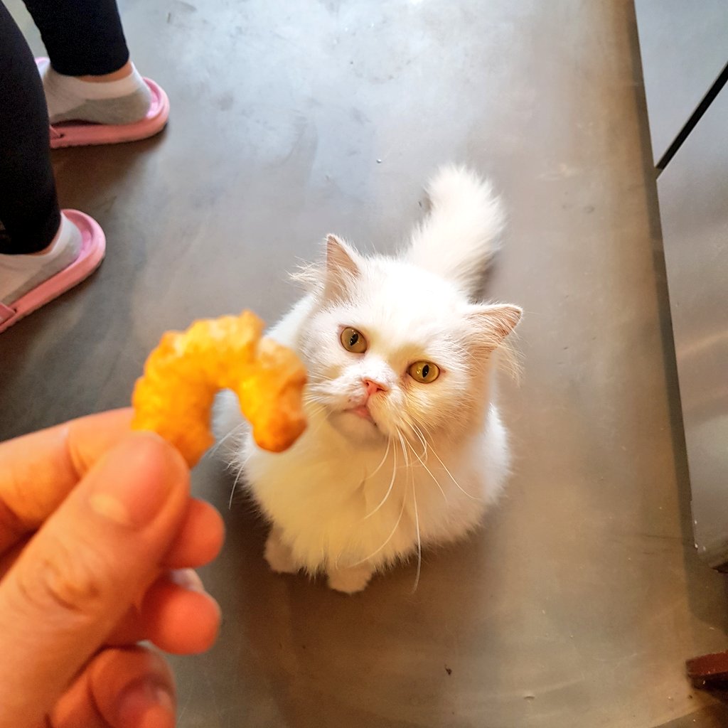 catlover_garden's tweet photo. 집사의 과자를 탐내는 하이에나의 눈빛🐱 https://t.co/GFJxm4JW4K