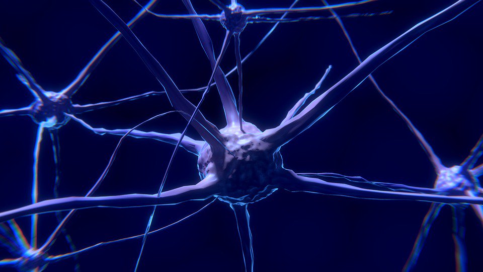 AusStemCell's tweet photo. 'New method grows brain cells from stem cells quickly and efficiently' https://t.co/t9TnDYkcZI via @lunduniversity @EurekAlert. Paper: https://t.co/vUk6n0KTS2 https://t.co/F7FvRs2b15