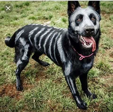 Halloween is fast approaching! I think mom settled on my costume  #dogcelebration #dogsoftwitter #dogsontwitter #spookydogs #dogcostumes #gsd #halloween #dogsfirsthalloween