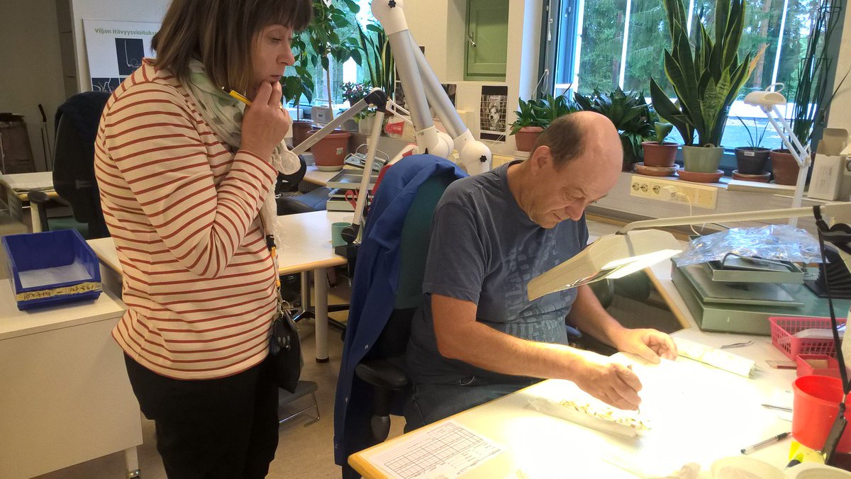 hannaranta3's tweet photo. Ensimmäiset #itävyys'tulokset uuden #kylvösiemen'sadon näytteistä valmistuivat tänään #Eviran siemenlaboratoriossa. Tutkittujen ohraerien itävyys oli hyvä. https://t.co/bWpelv4ieS