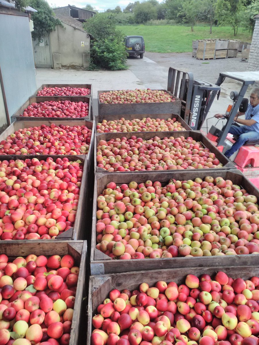 Here we go again! Could today be the first apple pressing in Somerset in 2018?
