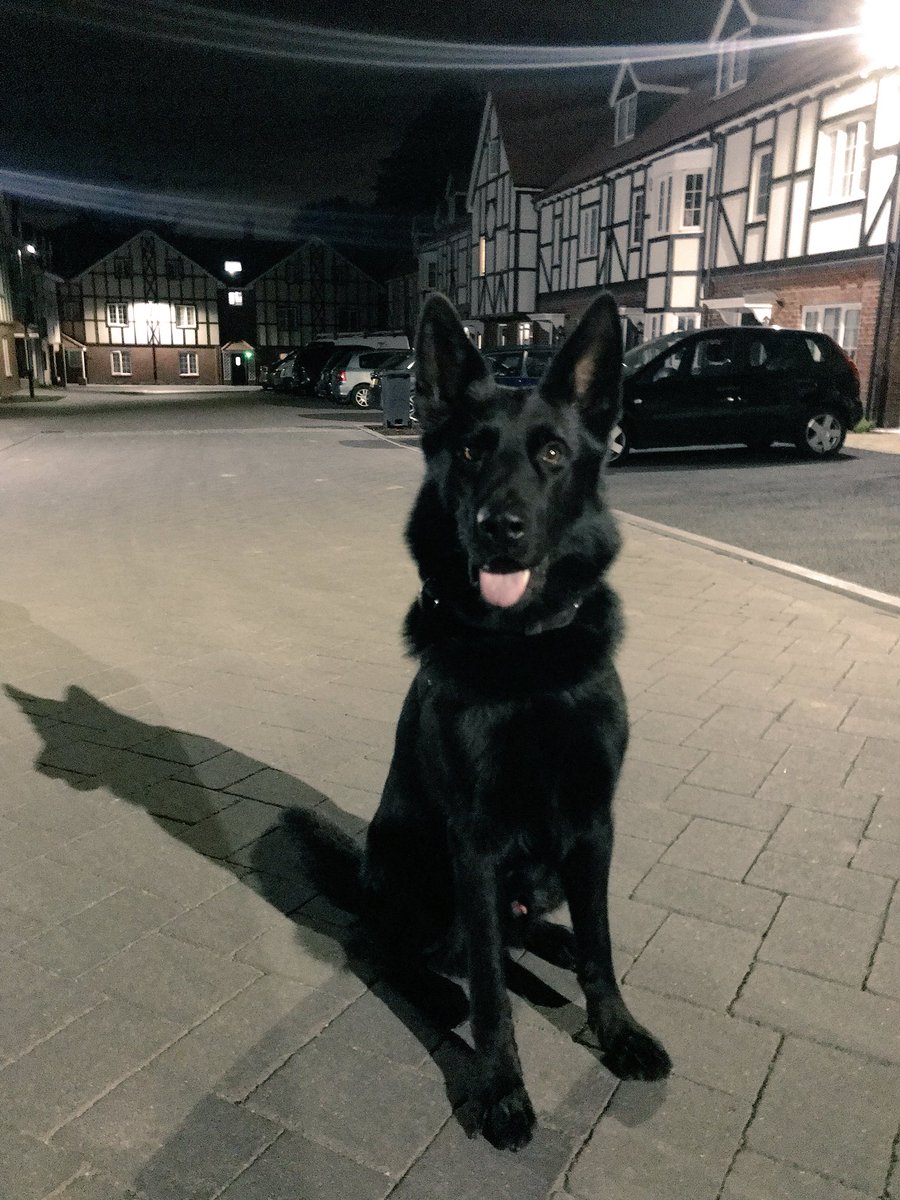 Upon seeing us 3 males decamp from vehicle. 1 grabbed by Dad. Iggy then tracks and finds the other 2 hiding behind a building. False details given, informed 2 were wanted and all 3 arrested for going equipped after a car jammer was found in the vehicle. #RightPlaceRightTime