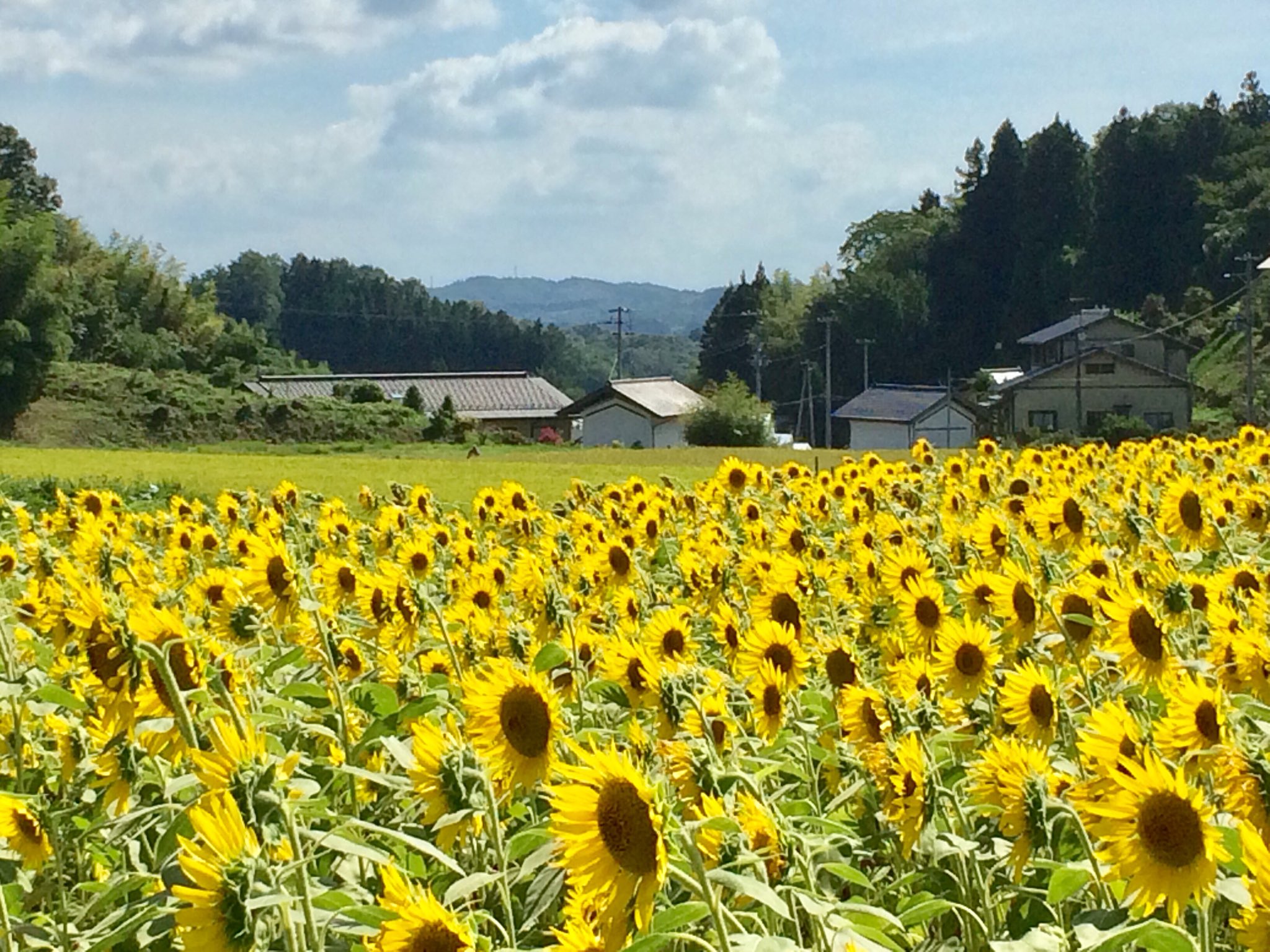 三春まちづくり公社 観光部（三春滝桜） على X: 
