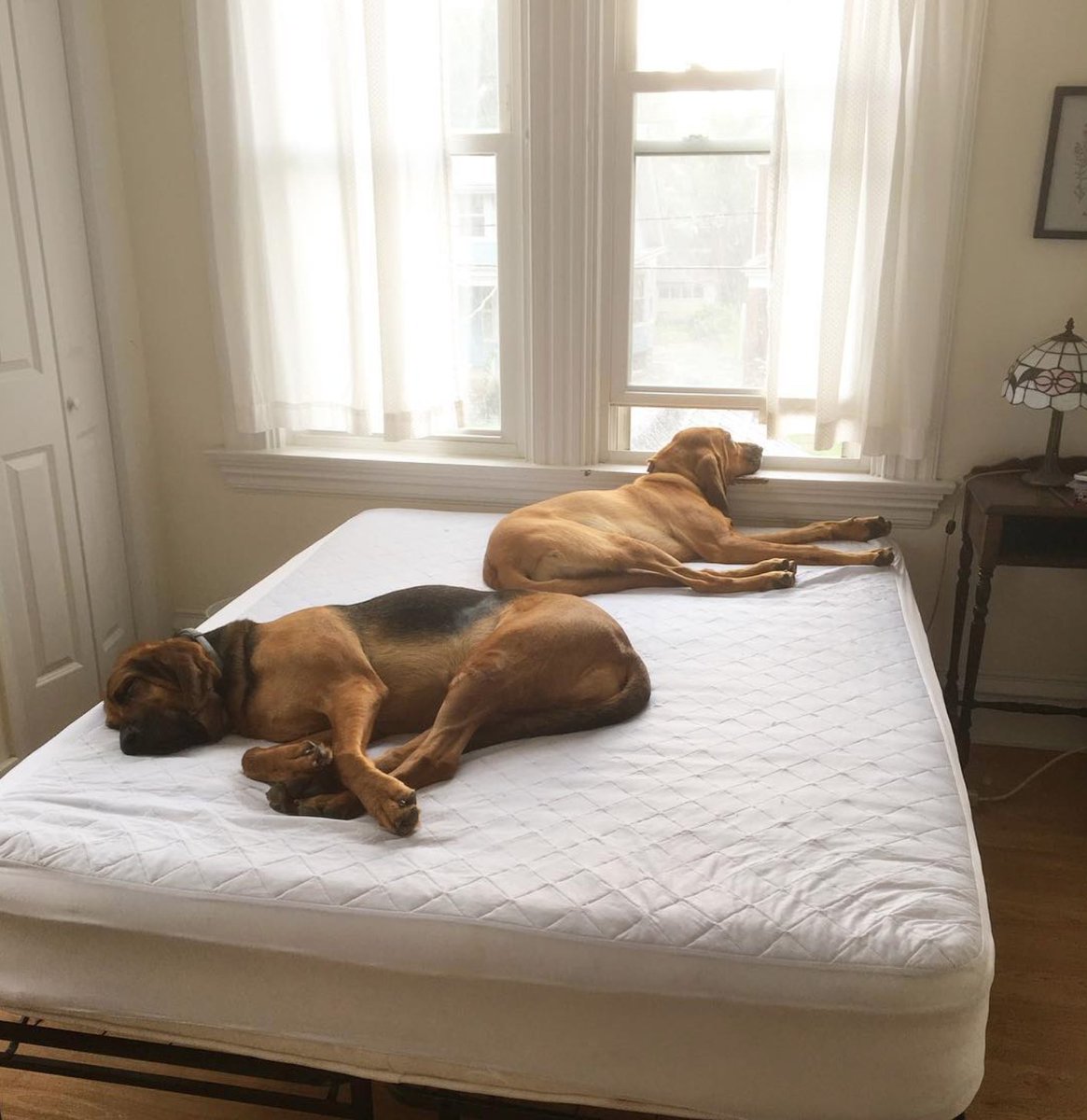 BreedmeApp's tweet photo. Cuando no os ponéis de acuerdo si edredón o manta

When there's no agreement on duvet or sheets
·
#breedmeapp #bloodhound #marriage #agreetodisagree #situation #ohwell #nipatinipami #amorperruno #doglover #dogoftheday #dogs #pet #pets #mascota #mascotas #perro #perros #doggy https://t.co/AM5MWoFvzT