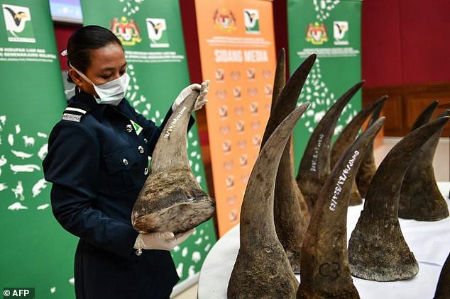 Fp_wildlife's tweet photo. Malaysia: Customs seize 50 rhino horns at Kuala Lumpur airport
https://t.co/SDd6YILsrt https://t.co/VRtHIX8Icl