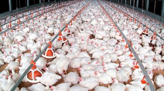 SBS Agribusiness Department tweet media