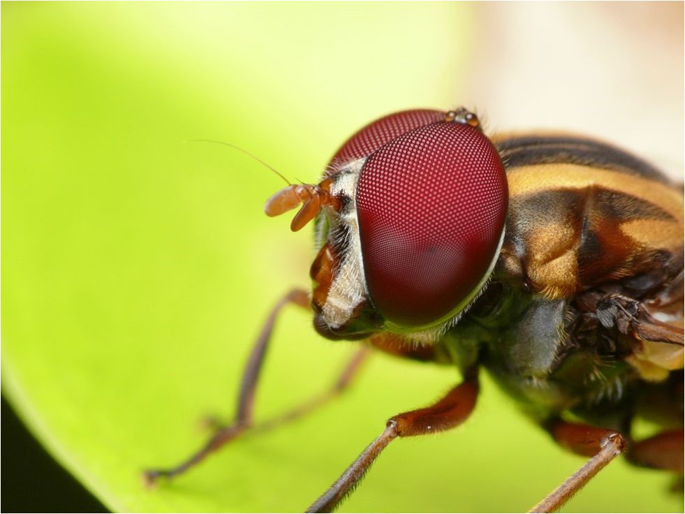 SuspensaVix's tweet photo. 1/10 I while ago I tried to compile a list of #TRIZ #InventivePrinciple example images from #biology (some better than others) @kreaWERFT 1 #Segmentation 2 #TakingOut 3 #LocalQuality 4 #Asymmetry #biomimicry https://t.co/F6X1XAYNVq