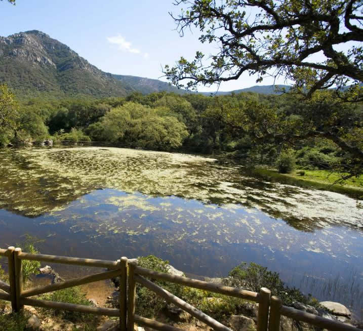 #ParqueNatural #LosAlcornocales en #Cádiz, abarca desde #Tarifa hasta las sierras de #Ubrique #ElBosque y #CortesDeLaFrontera. Uno de los #ParquesNaturales más grandes de #España. #CasaRural Los20Pilares está en pleno corazón del parque. + info en ruralcadiz.com