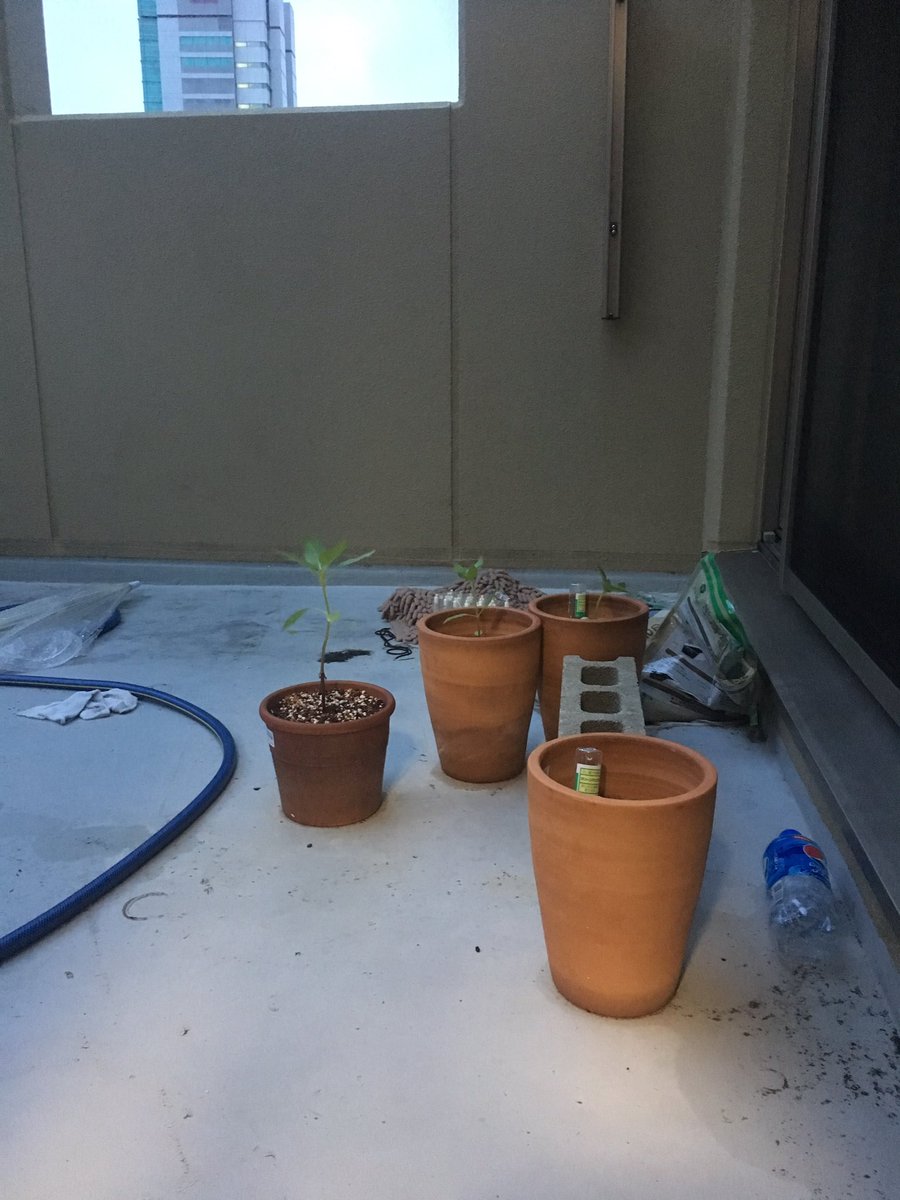 たなっち フラベジ ヒマワリ育ててる身でこんなこと言うのあれなんだけどヒマワリの花の真ん中らへんの茶色い部分よく見たら気持ち悪いことに気付いちゃった うちの子はこんな風にならなければいいなって思いながら育ててる