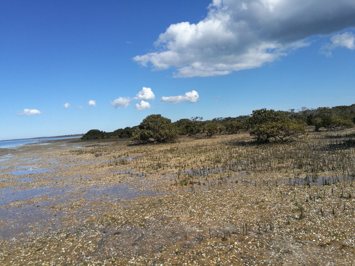 Going through sandy and muddy coasts today with @PeterMacreadie, @ch_birnbaum, & @PWaryszak for the #OzMOW #CoastalProtection site scouting. Coastal protection is one of the great services provided by #seagrass #mangrove #saltmarsh against storms and erosion.