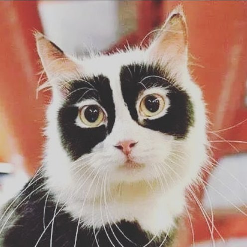 #meow I am not here to #RobTheBank, Why you think I am a #Robbery ? Maybe you can have a look of our homepage? goo.gl/RcLkdX #kitten #cat #robbery #badasscat #cutekitty #funnykitten #sadkitty #DApps #cryptogame #ICO #tokentrade #tokensale #cryptotoken #ERCtoken  #dice