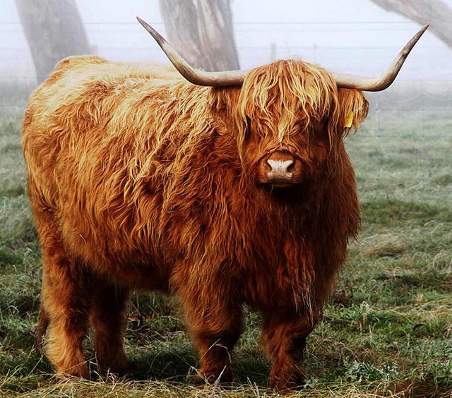 MttMano's tweet photo. Once upon a time, there was an ox...
Want to know the rest of the story?
Join me in the track "Participation in Open Communities" at 14h00 room 310, after lunch!
Spoiler alert: we will talk about #WisdomOfCrowd #CollectiveIntelligence #Reddit
#opensym2018
https://t.co/Vvx0DV6mf2 https://t.co/DOMYvPTEGo