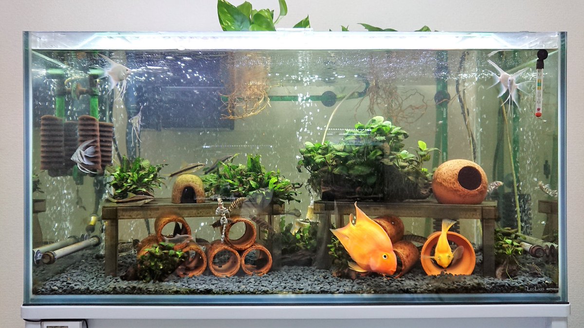 Mamoru Auf Twitter ボティア シクリッド飼育の 90cm水槽のレイアウトを変更しようと思います 熱帯魚 アクアリウム