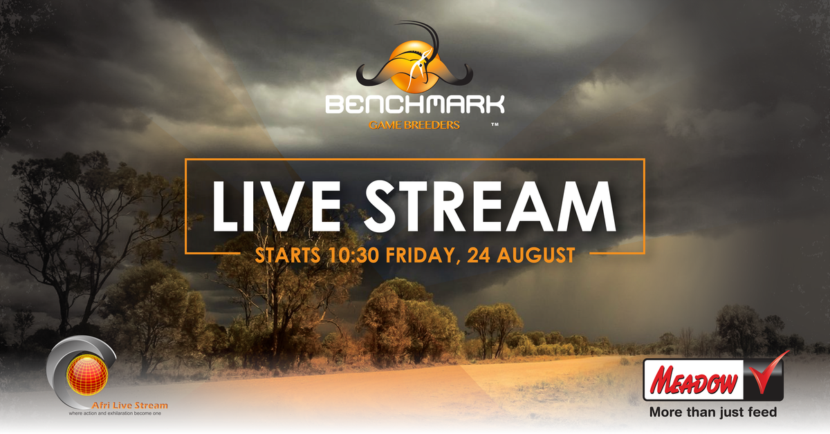 AFRILIVE's tweet image. “The 2018 Benchmark Game Breeders Auction brought to you by Wildswinkel and will be Live Streamed by Afri Live Stream and Productions, proudly sponsored by Meadow Feeds.” @BenchmarkGameSA @BJVGameBreeders
@ChimoyoWildlife
@janfouriemeintjeswild
@hannesmareewildgame