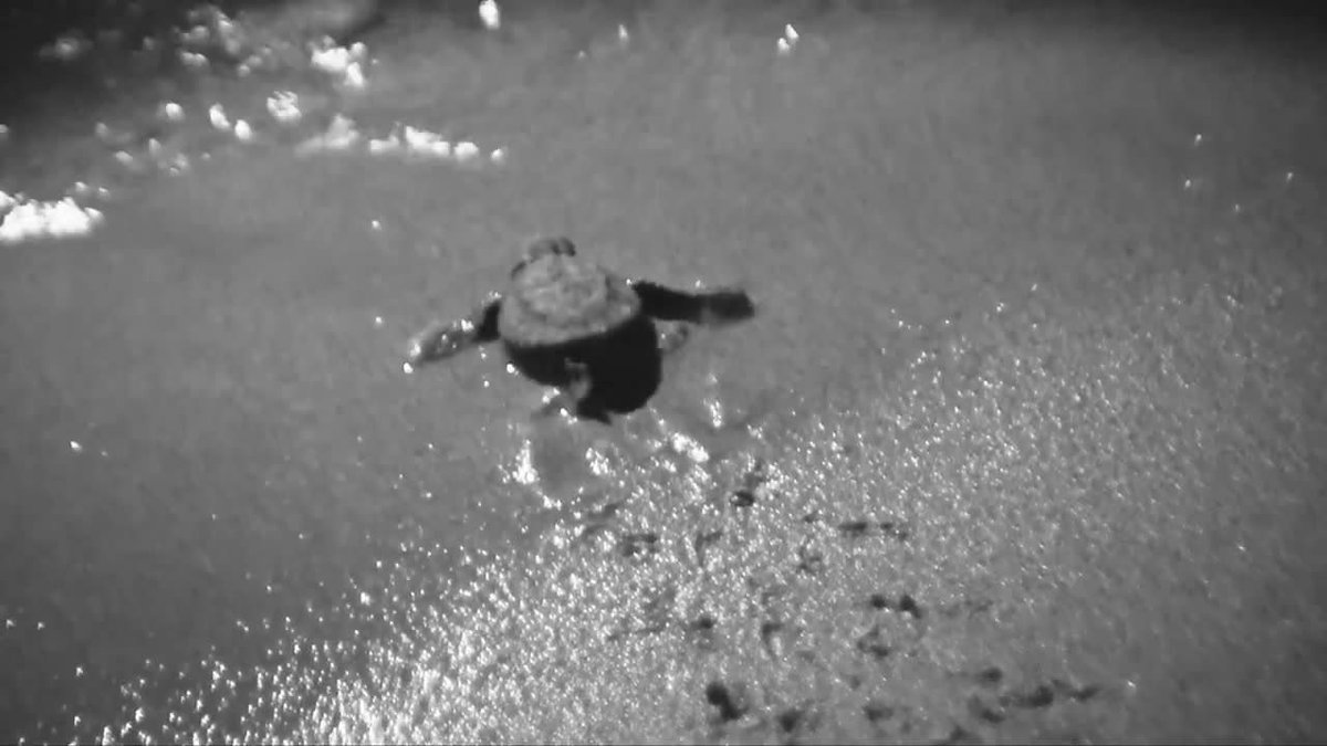 GreenrCabs's tweet photo. 😍 Totally awesome!!!
Have no words to describe this 😁
Good luck little ones!
#turtles #hatch from #nest #malta #turtle #planet #ourocean
https://t.co/EeVoE3ioXJ https://t.co/W73nLh3ddq