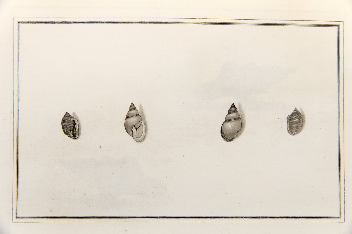 ZSLLibrary's tweet photo. To continue our #Partula and Captain Cook themed Tweets this week, below is the oldest known image we can find of the species in ZSL Library's collection. The image is from a collection entitled 'Figures of the non descript shells..., by Thomas Martyn, 1789. #HMSEndeavour #sciart https://t.co/QiaWgCbkHc