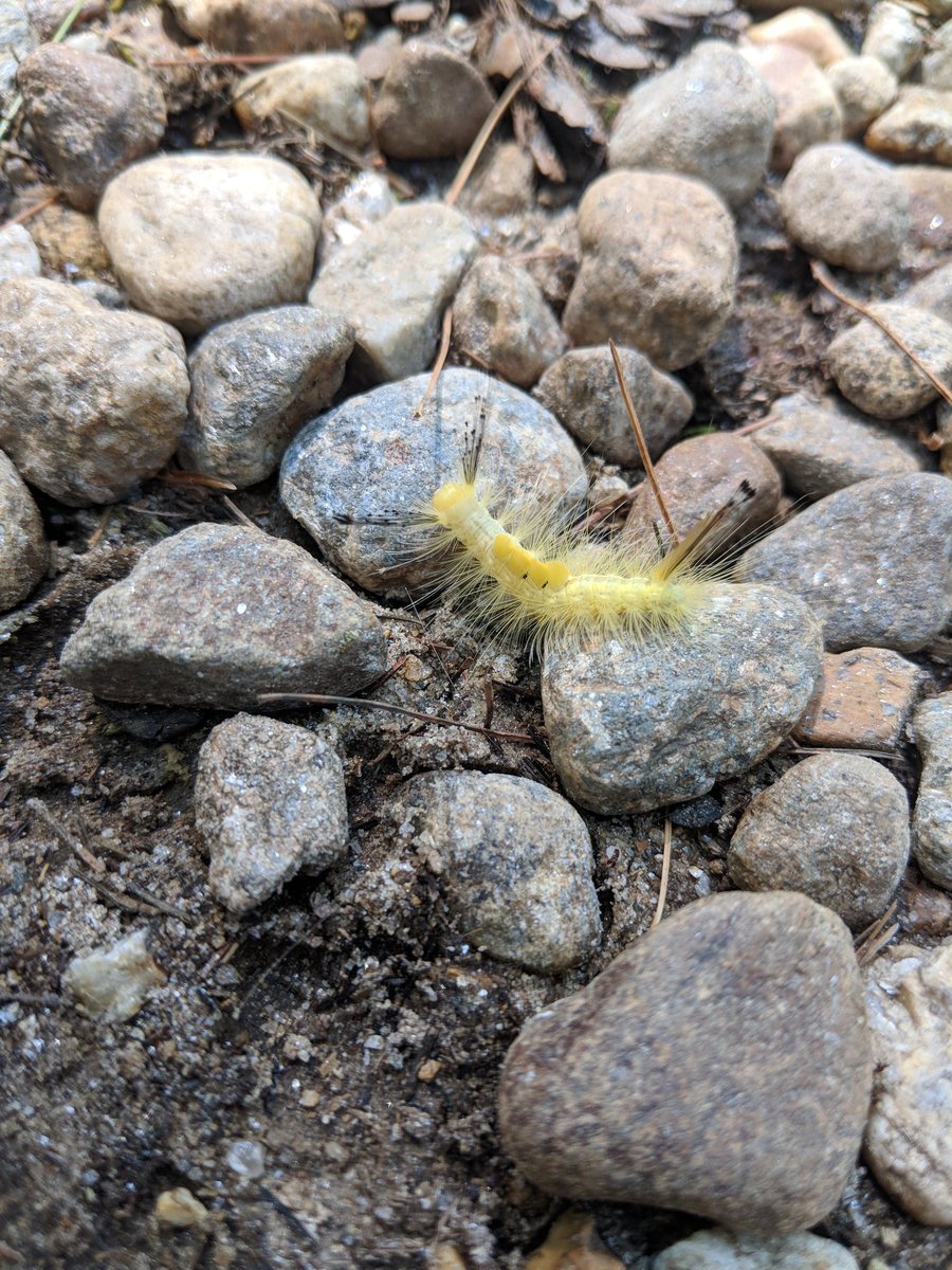 Lots of critters here at Camp Foss #cute #whatisit #isitpoisonous