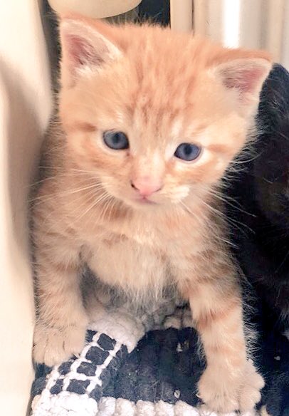 ShonaWards's tweet photo. My baby's 1 today? Happy Birthday Rossi !🦁🐾🎉 https://t.co/yUXNxNTl6C